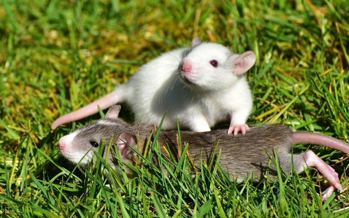 Zwei Ratten sind auf einer Wiese Zwei Ratten sind auf einer Wiese